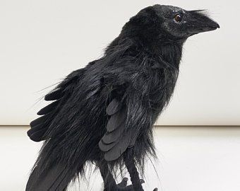 a black bird sitting on top of a white table