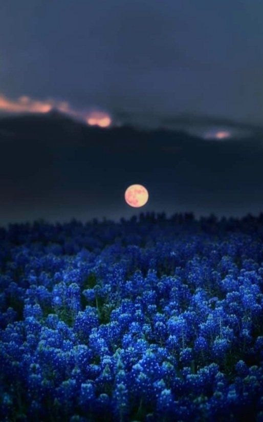 the full moon is setting over a field of bluebonallflowers in bloom