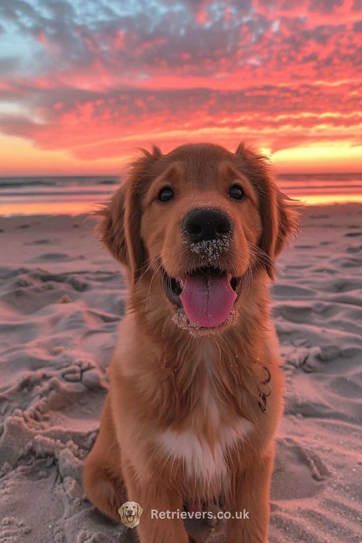 a brown dog sitting on top of a sandy beach under a pink and blue sky