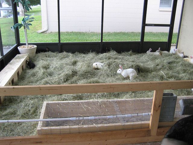 several rabbits in a cage with hay and grass on the floor, while one is laying down