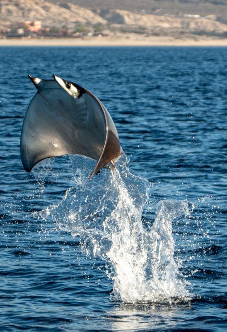 a whale jumping out of the water with it's mouth open and its fin in the air