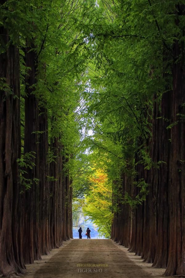 two people walking down a dirt road surrounded by tall trees with green leaves on them