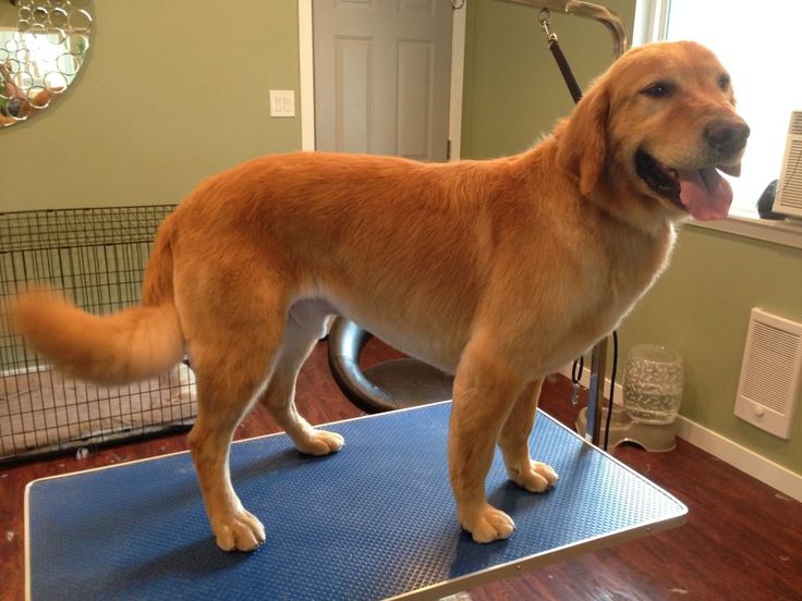 a large brown dog standing on top of a blue mat