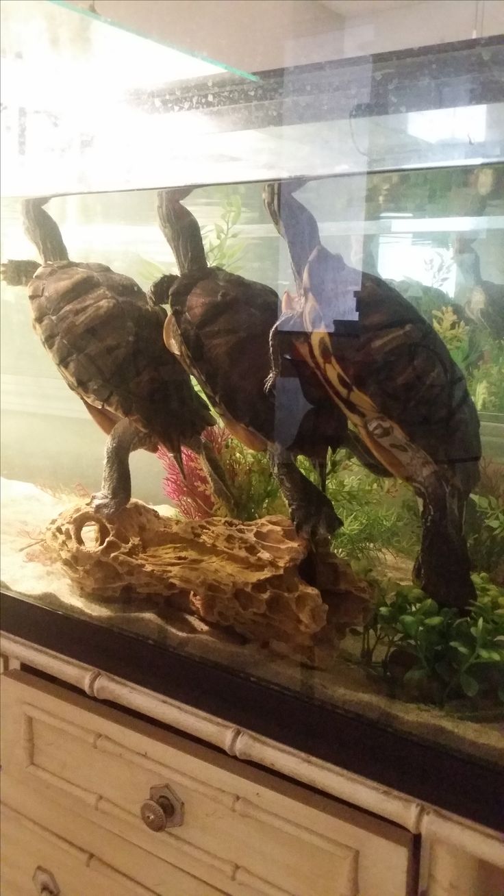 two turtles in an aquarium on display