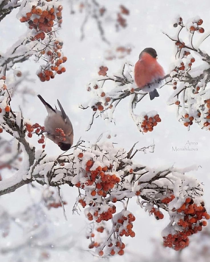 two birds are perched on the branches of a tree covered in snow and red berries