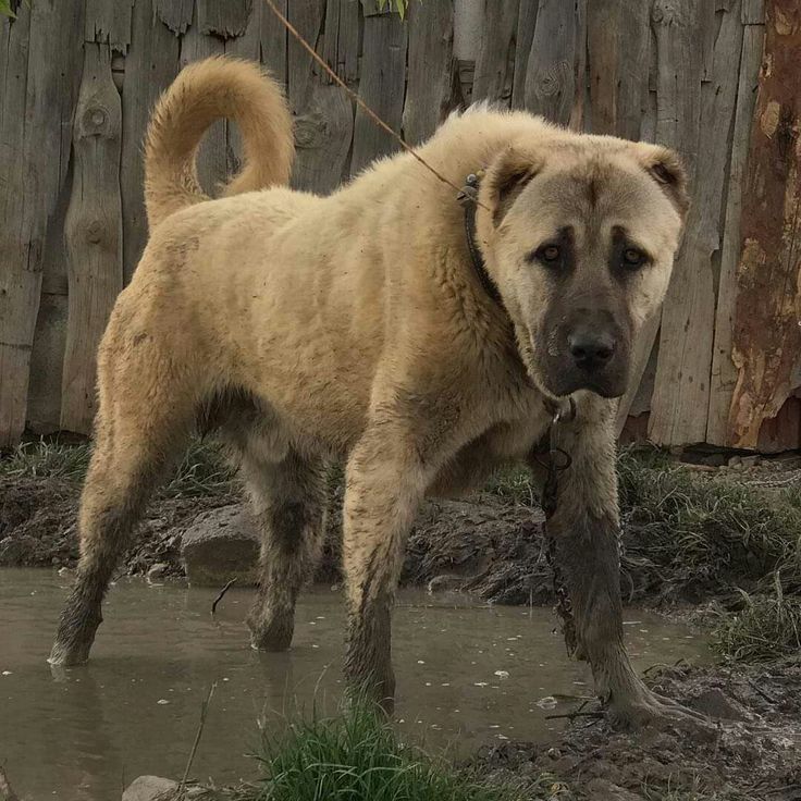 a large brown dog standing on top of a muddy field