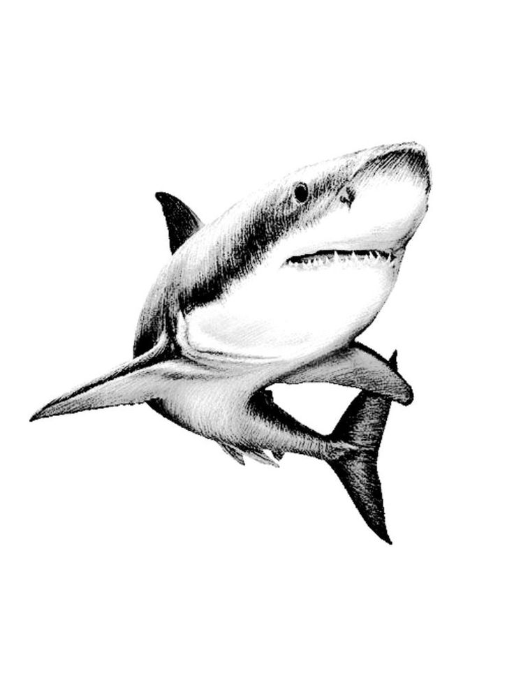 a drawing of a great white shark with its mouth open and it's teeth out