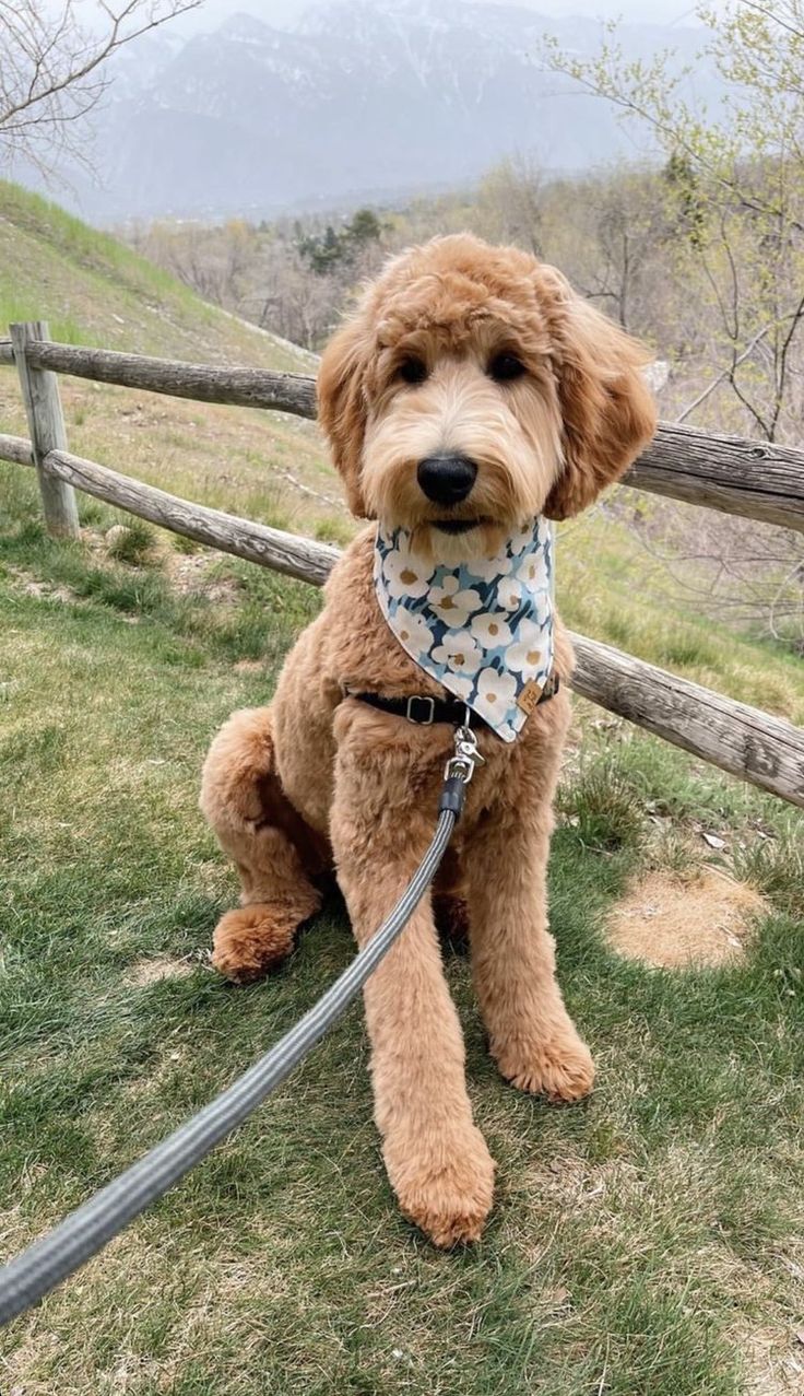 Goldendoodle breeder in Farmington Utah. Can ship all throughout North America! Fluffy Goldendoodle Haircut, Cool Doodle Haircuts, Golden Doodle Haircuts Teddy Bears, Best Goldendoodle Haircuts, Shaggy Goldendoodle Haircut, Cute Golden Doodle Haircuts, Doodle Haircut Styles Summer, Female Goldendoodle Haircut, Haircuts For Goldendoodles