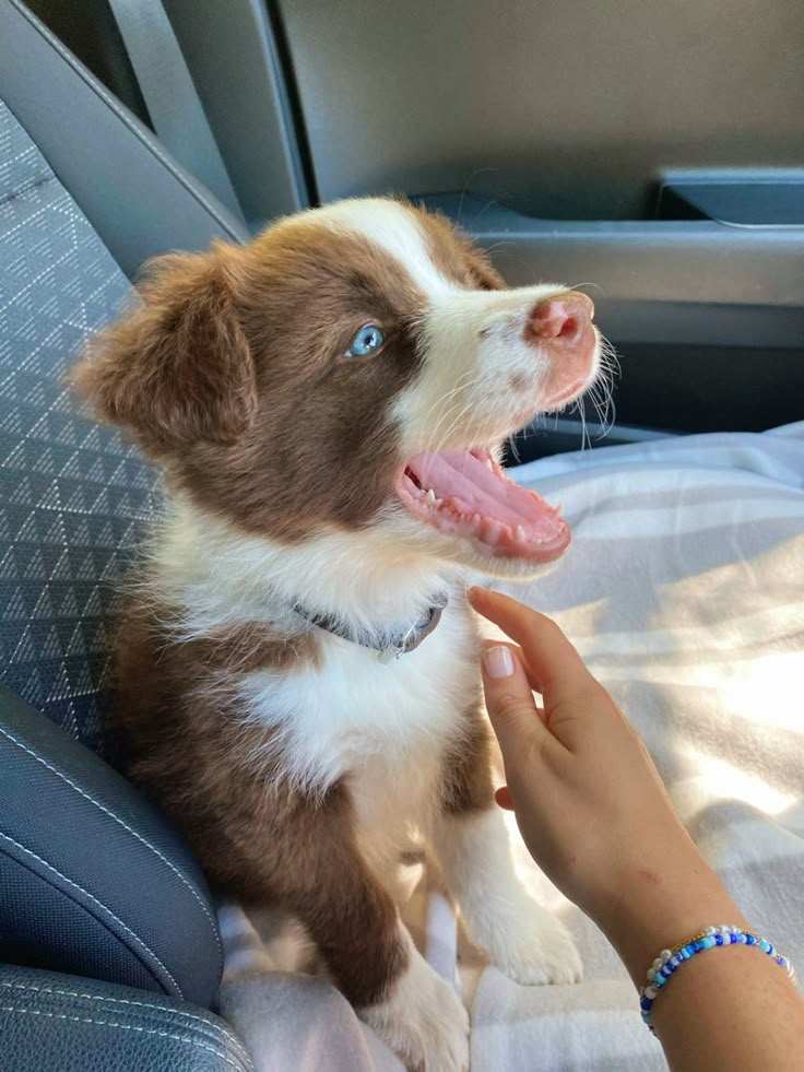 a brown and white dog sitting in the back seat of a car with its mouth open