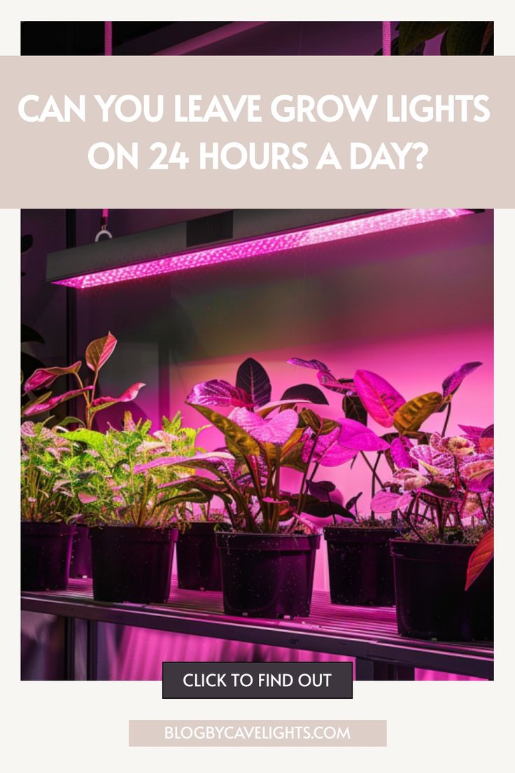 some plants that are in pots with the words can you leave grow lights on 24 hours a day?