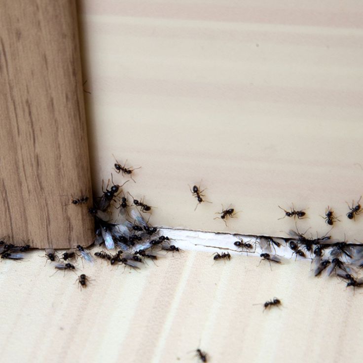 a group of bugs crawling on the side of a wooden door frame in an open area