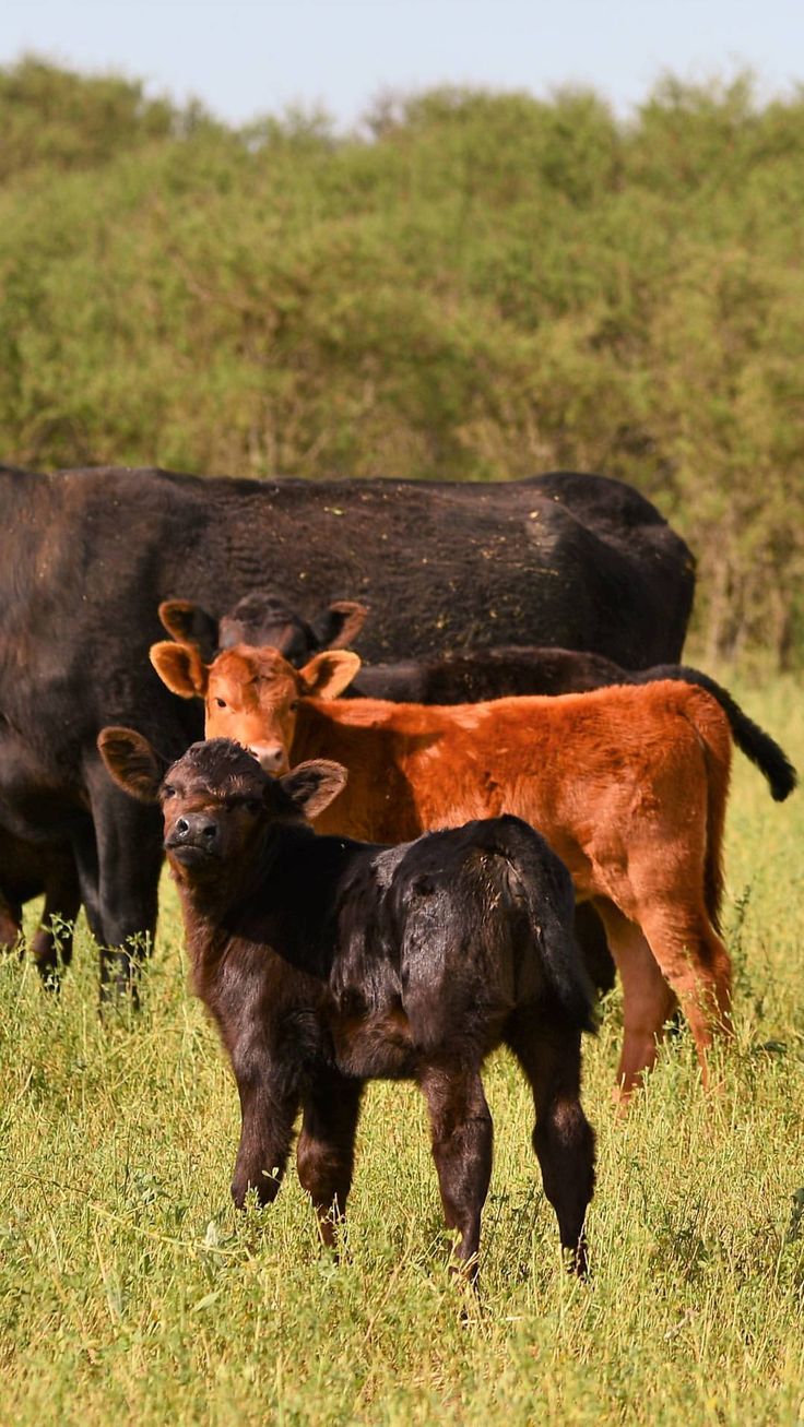 two baby cows standing next to each other on a lush green field with trees in the background