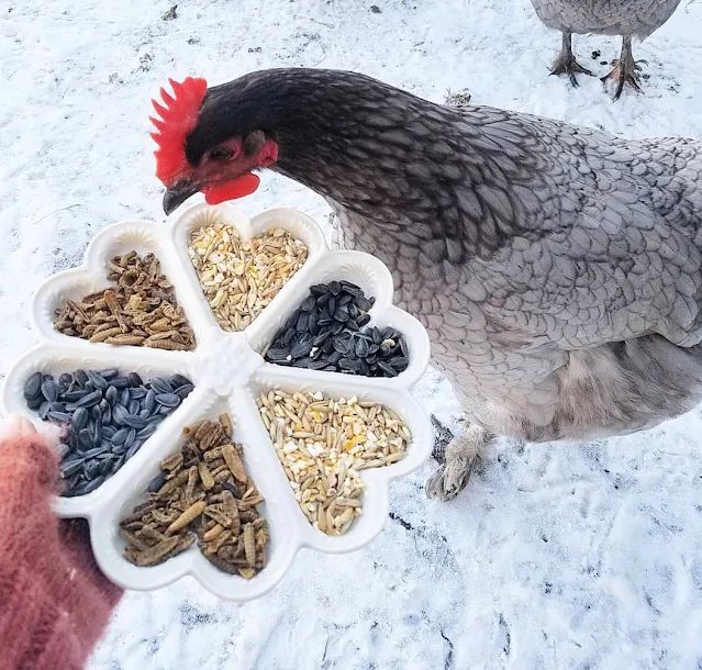 a chicken standing next to a person holding a tray filled with bird food