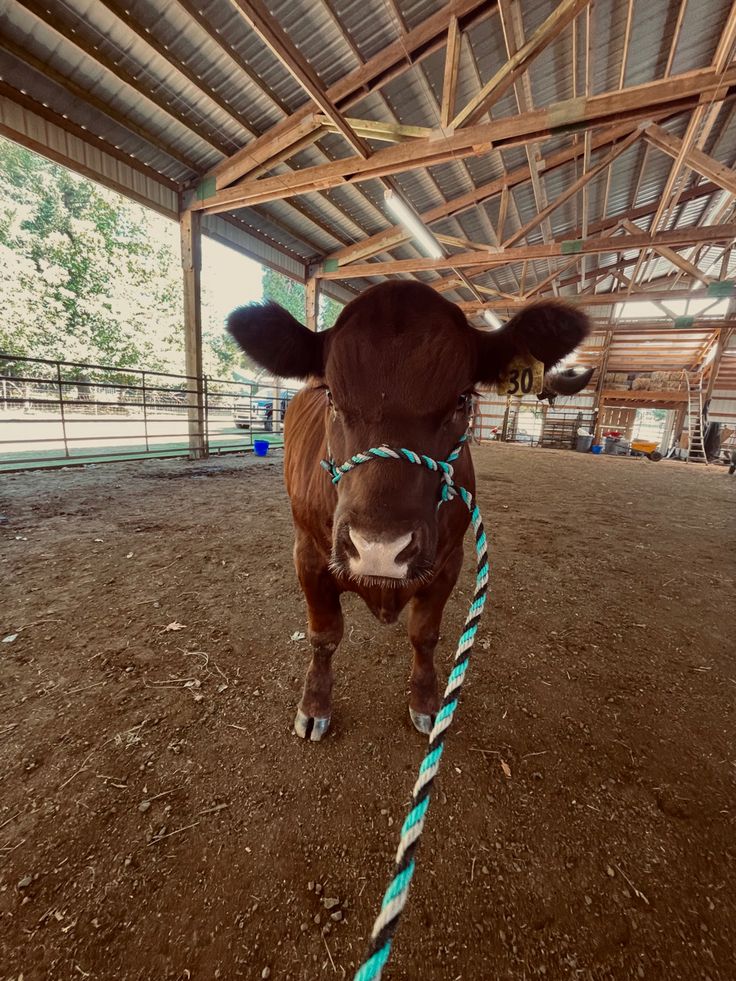 a cow tied up to a rope in a barn