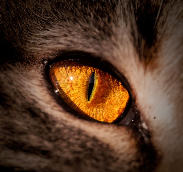 an orange cat's eye is shown in close up