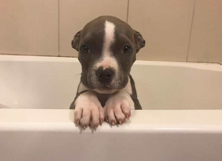 a small brown and white dog sitting in a bathtub with his paws on the edge