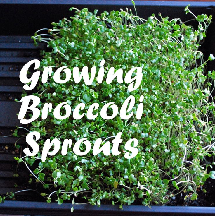 the words growing broccoli sprouts are in white letters on a black tray