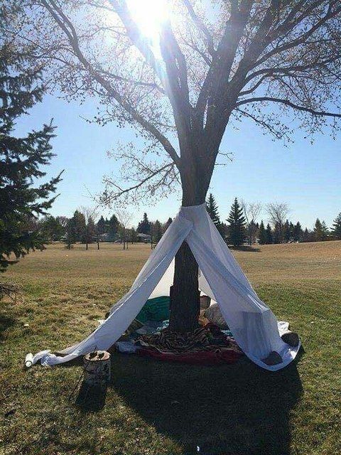 a tent set up under a tree in a field with the sun shining on it