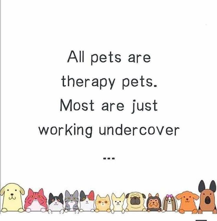 a line of cats and dogs with the caption all pets are therapy pets most are just working undercoverer