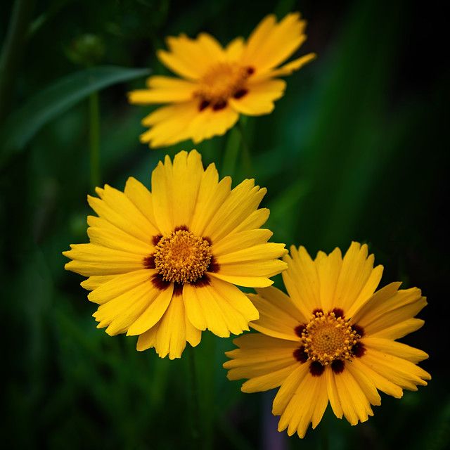 three yellow flowers are in the grass