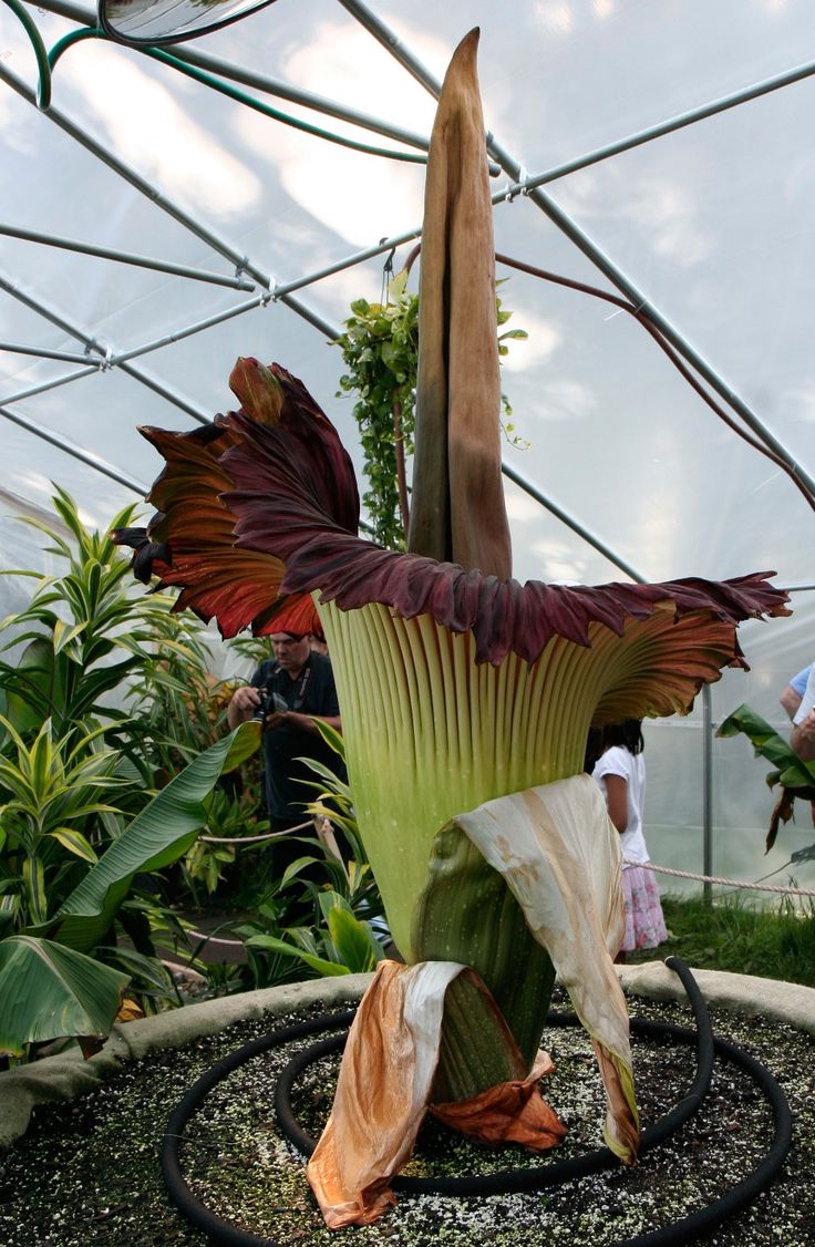 a large flower in a glass house with lots of plants around it and people looking at it