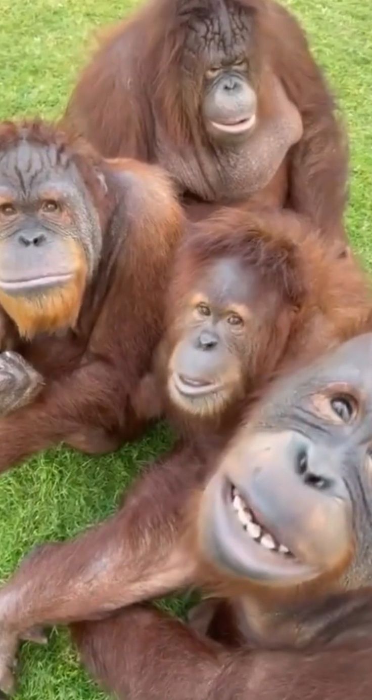 three oranguels are sitting on the grass together