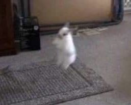 a white cat standing on its hind legs in the middle of a living room floor