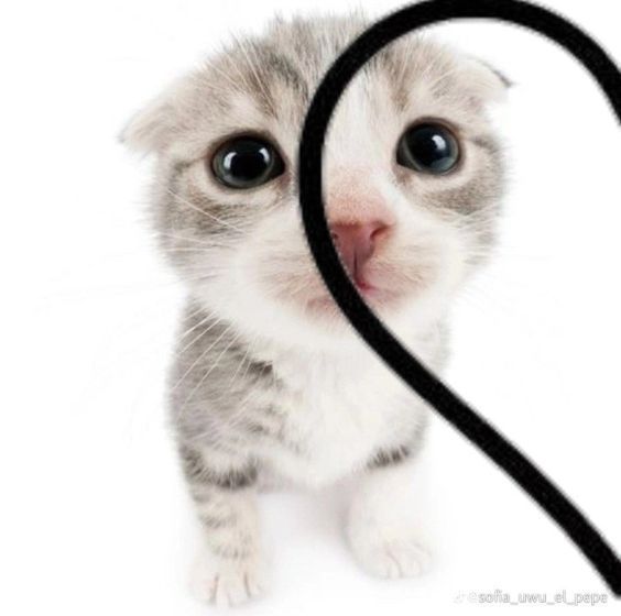 a kitten is looking at the camera with a heart shaped frame in front of it