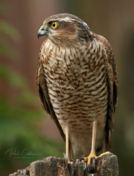 a brown and white bird sitting on top of a wooden post