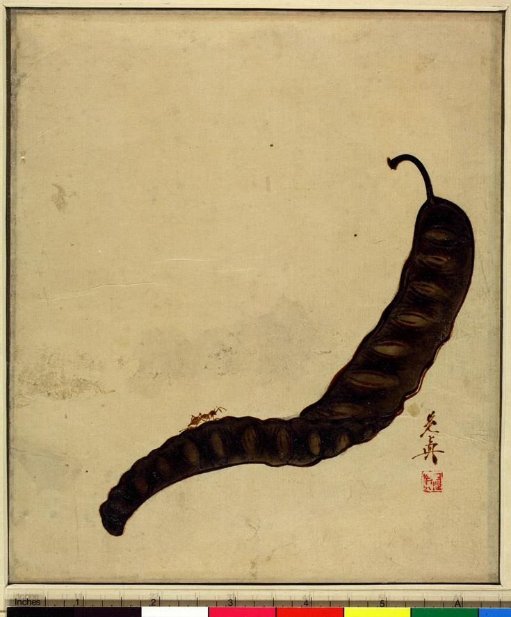 a drawing of a caterpillar on a white background with chinese writing below it