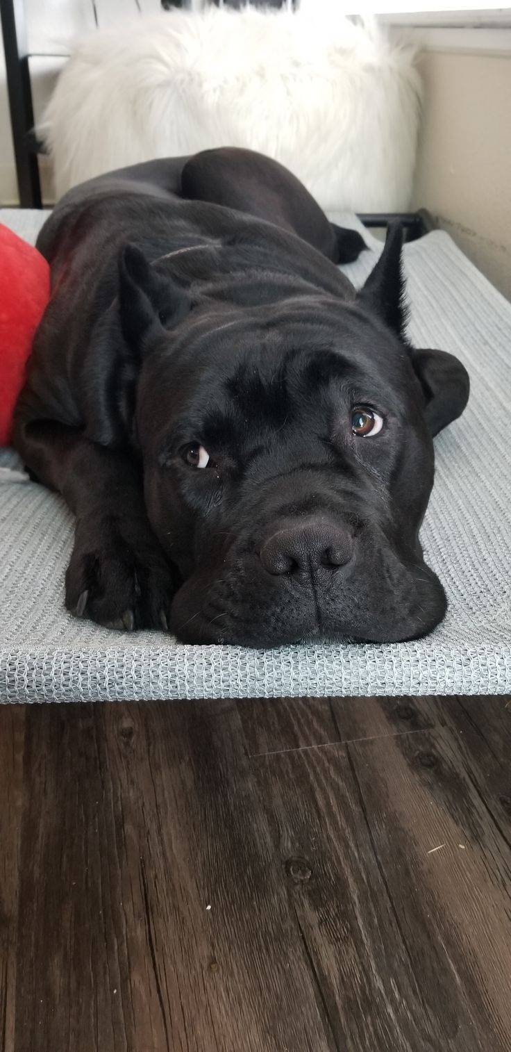 a large black dog laying on top of a wooden floor next to a red ball