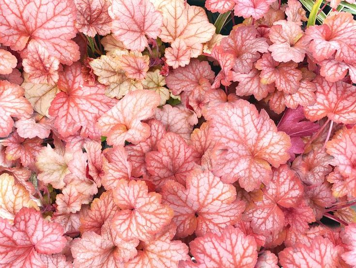 pink and red leaves are growing in the ground