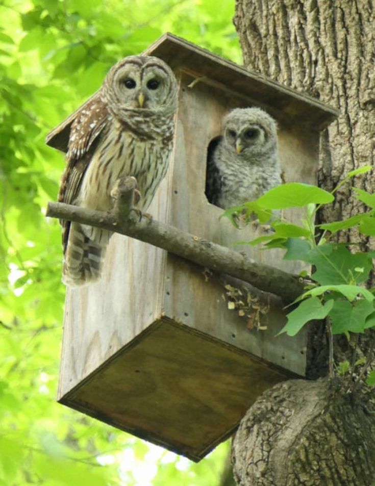 two owls sitting on top of a wooden birdhouse in a tree with green leaves