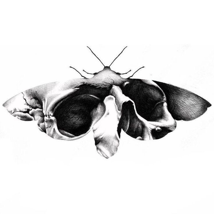 a black and white drawing of a moth