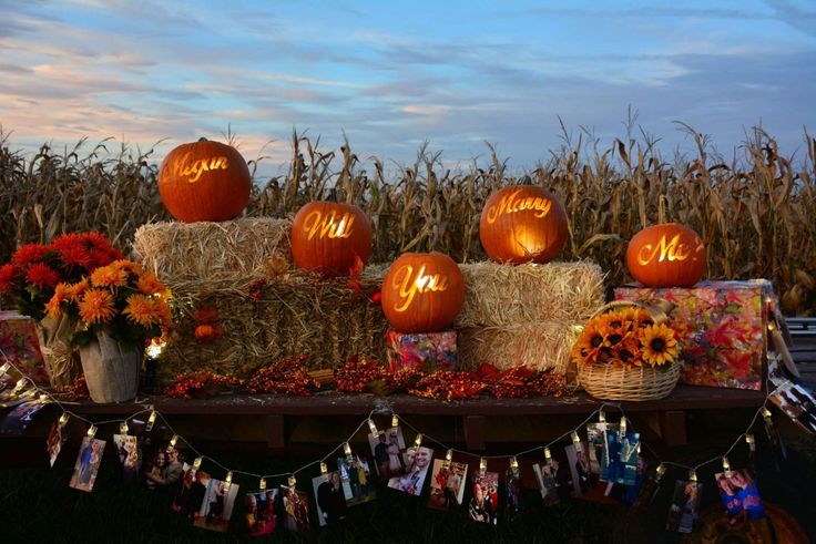 pumpkins and hay bales are on display in front of a cornfield at dusk