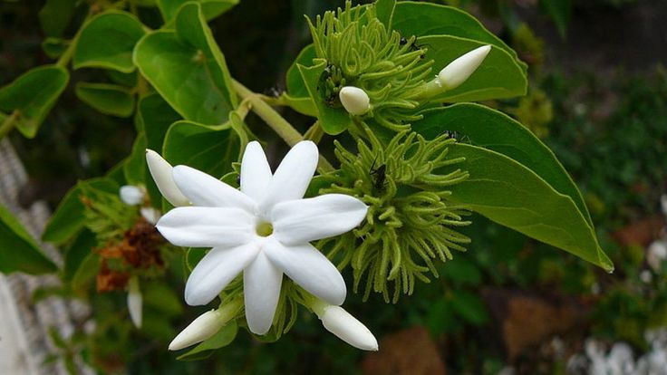 a white flower with green leaves in the background