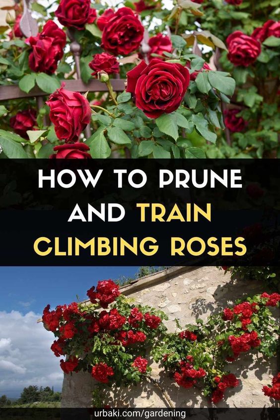 how to prune and train climbing roses