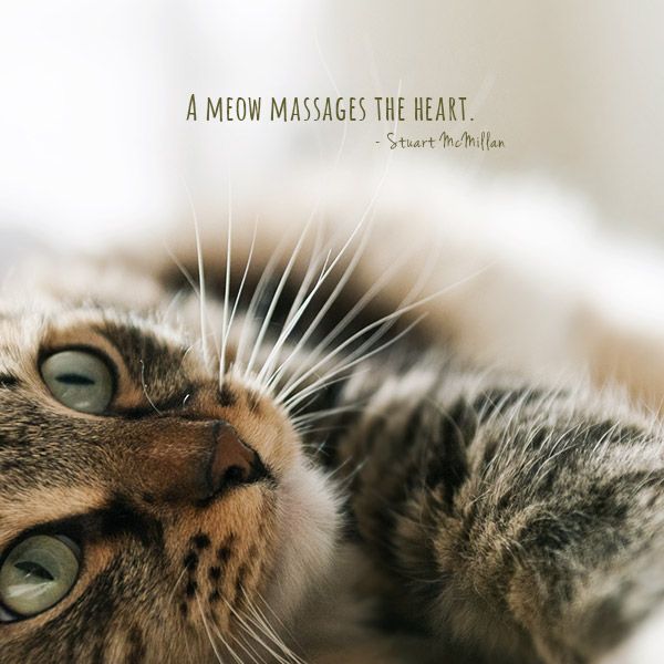 a cat laying on its back with it's eyes open and the caption reads, a meow massages the heart