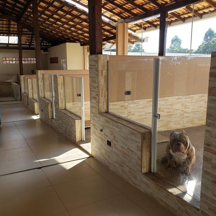 a dog is sitting on the ledge of a building that has been built into the wall