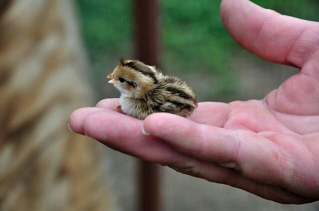 a small bird sitting on top of someone's hand