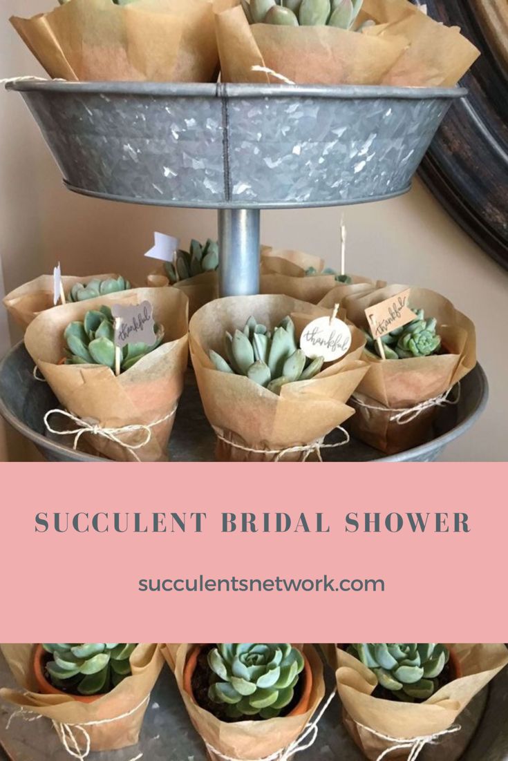 succulent bridal shower favors on a tray