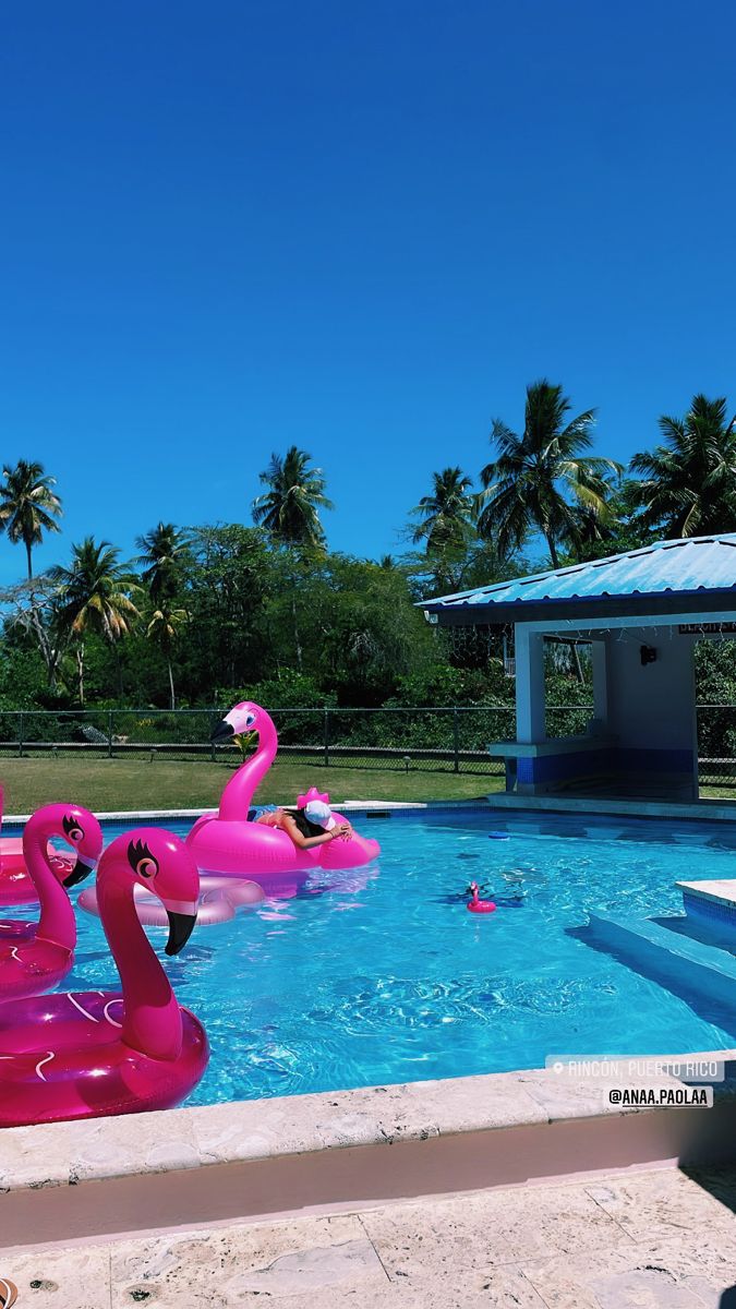 several pink flamingos float in an empty swimming pool