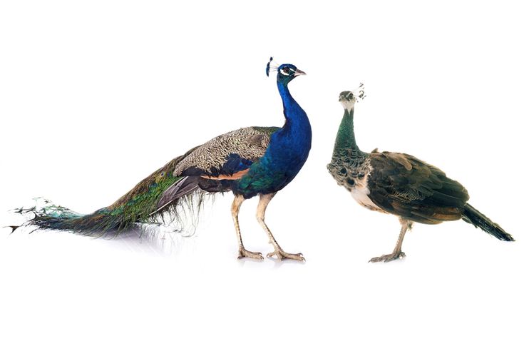 two peacocks standing next to each other on a white background