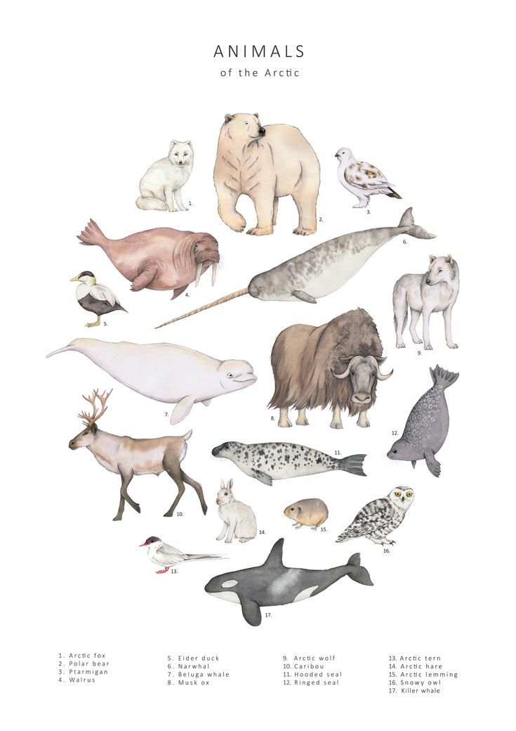 Art print with 17 different Arctic animals arranged into a circle on a white background. Walrus Illustration, Natural History Illustration, History Illustration, Musk Ox, Watercolour Illustration, Arctic Animals, Watercolor Animals, Whales, Animal Illustration