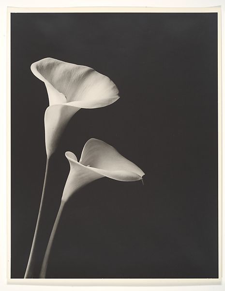 two white flowers in black and white photograph