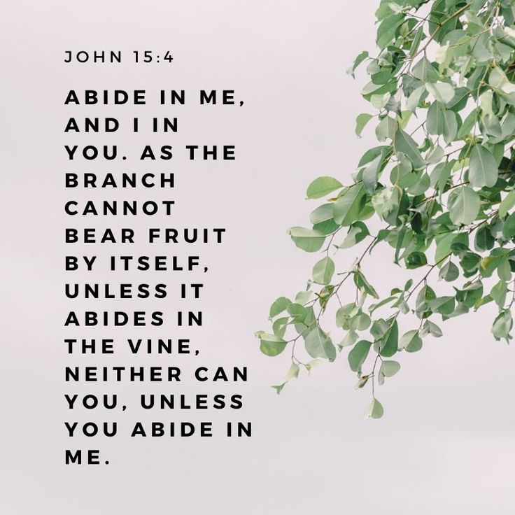 the words john 15 4 and in me, and i'm in you as the branch can not bear fruit unless it ables in the vine