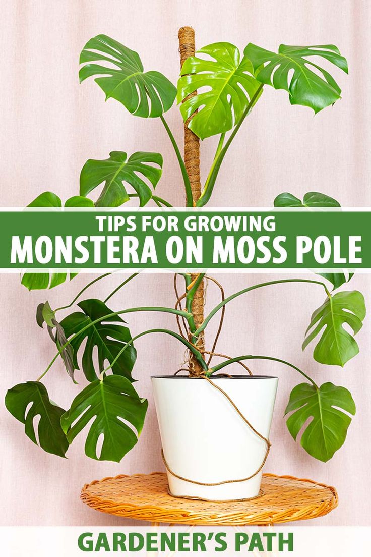 a potted plant sitting on top of a wooden table next to a sign that says tips for growing monstera on moss pole