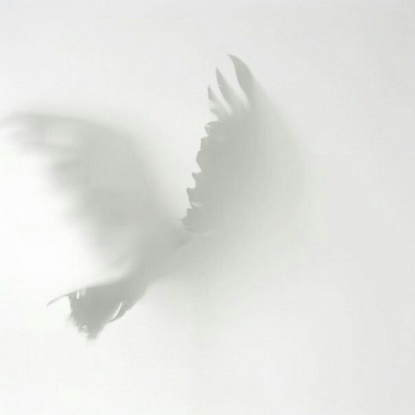 a bird flying in the air with its wings spread out and it's shadow