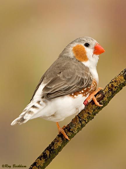 a small bird sitting on top of a tree branch next to another bird with orange and white feathers