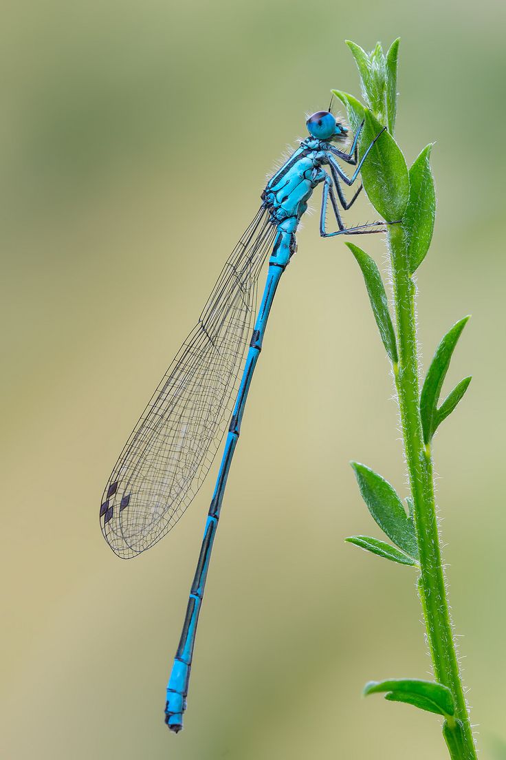 a blue dragonfly sitting on top of a green plant